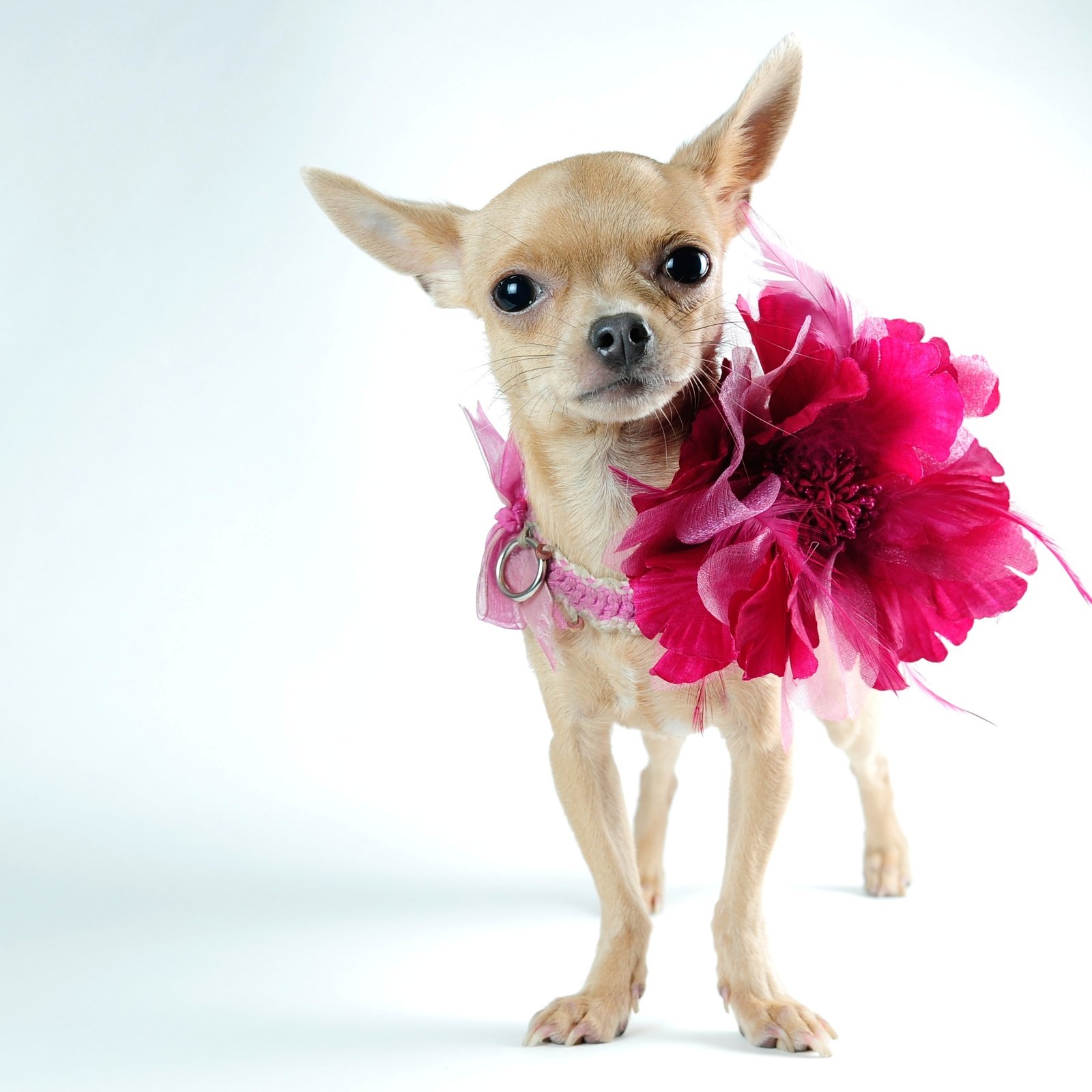 Cachorrinho de Madame: raças caninas cheias de glamour - Mulher