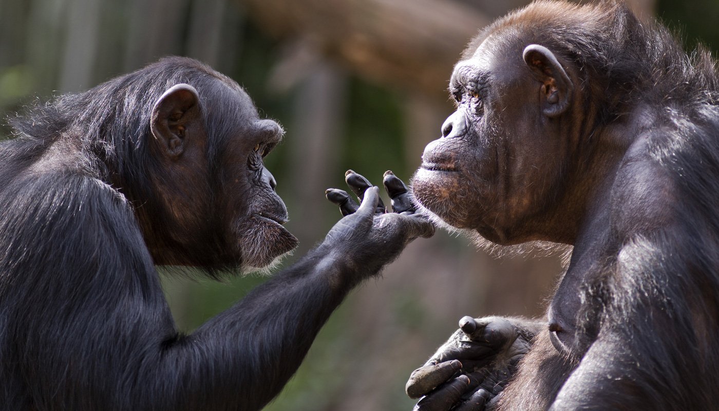 Animais sentem prazer no sexo como os humanos? - Mulher