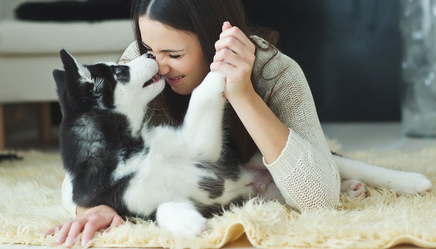 Cães sabem exatamente quando falamos com eles: entendem tanto quanto os  bebês - Mulher