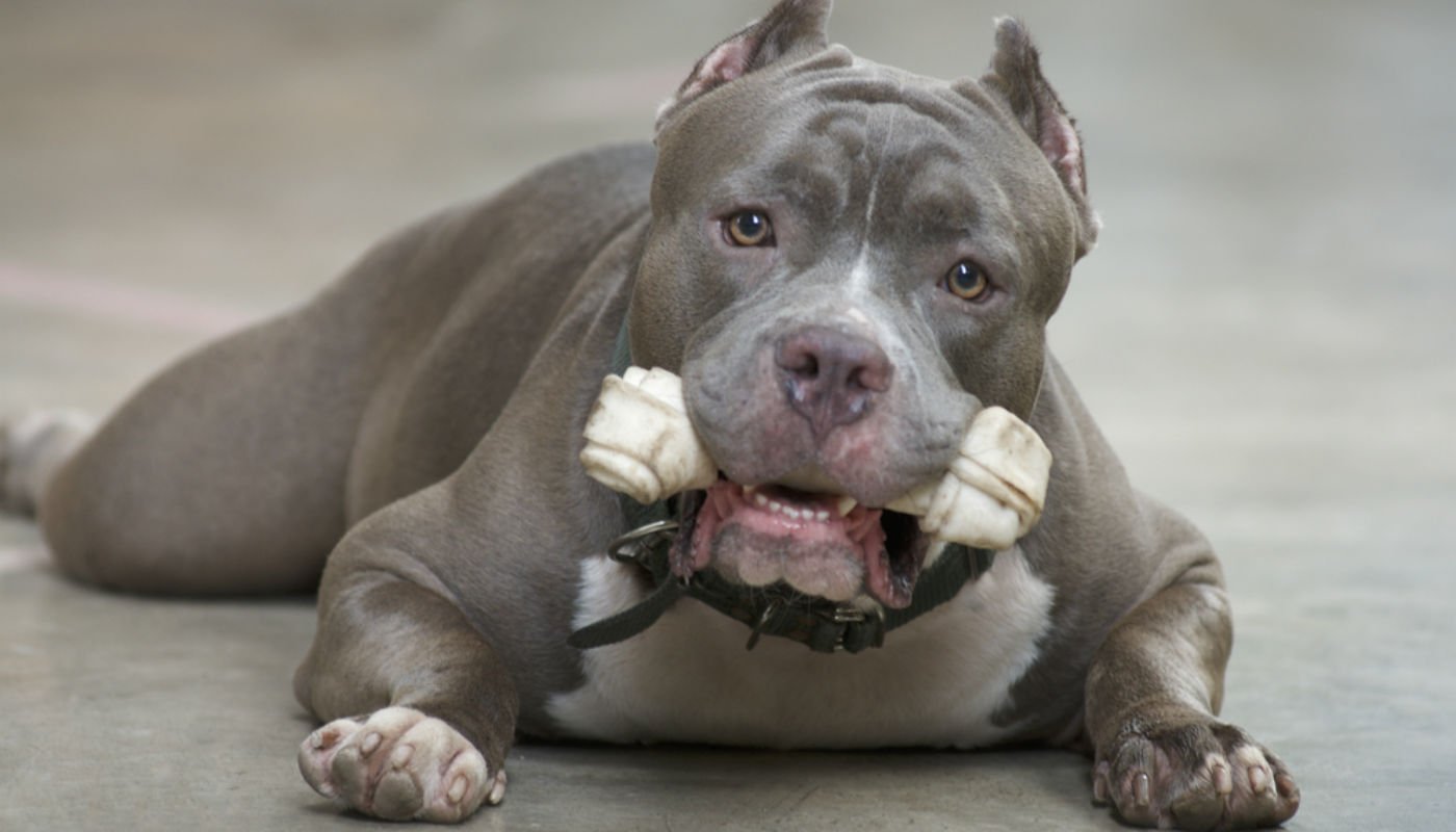 Pitbulls foram eleitos como um dos cachorros mais dóceis (muito mais que os  Chihuahuas) - Mulher