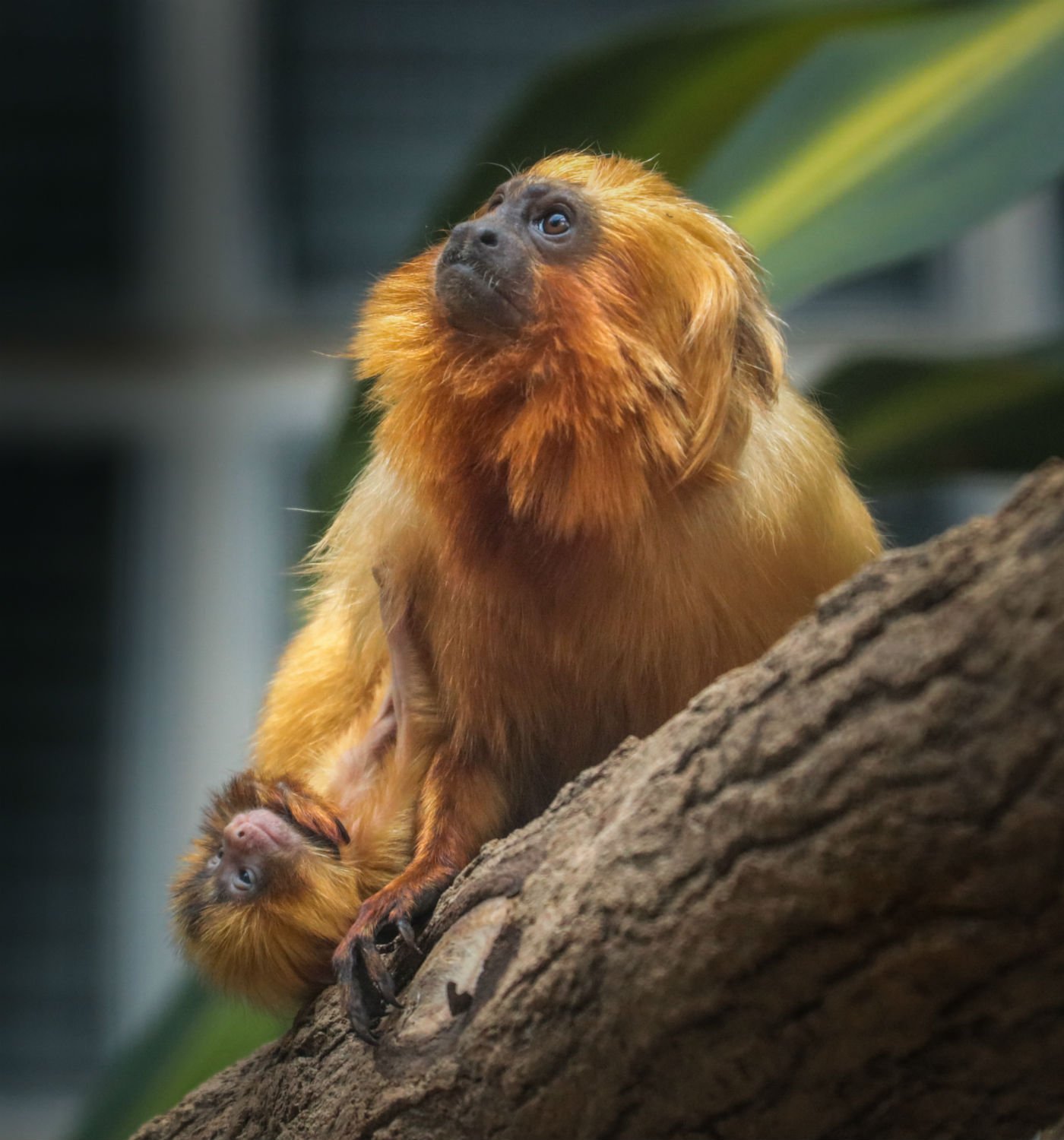 Zoológico registra nascimento de filhotinhos gêmeos de mico-leão-dourado:  veja fotos - Mulher