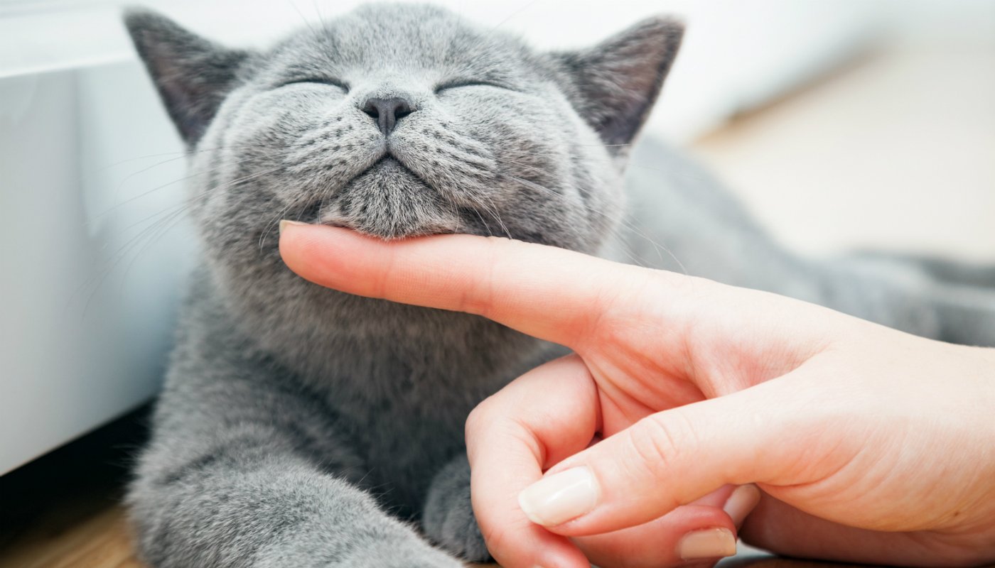 É possível “falar” com gatos por meio de piscadinhas: eles respondem com um  “sorriso” - Mulher