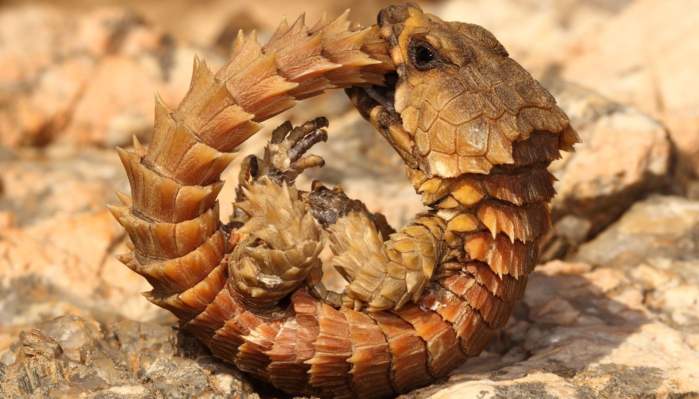 É impressionante quanto espécie de lagarto parece um filhotinho de dragão:  fica até fofo - Mulher